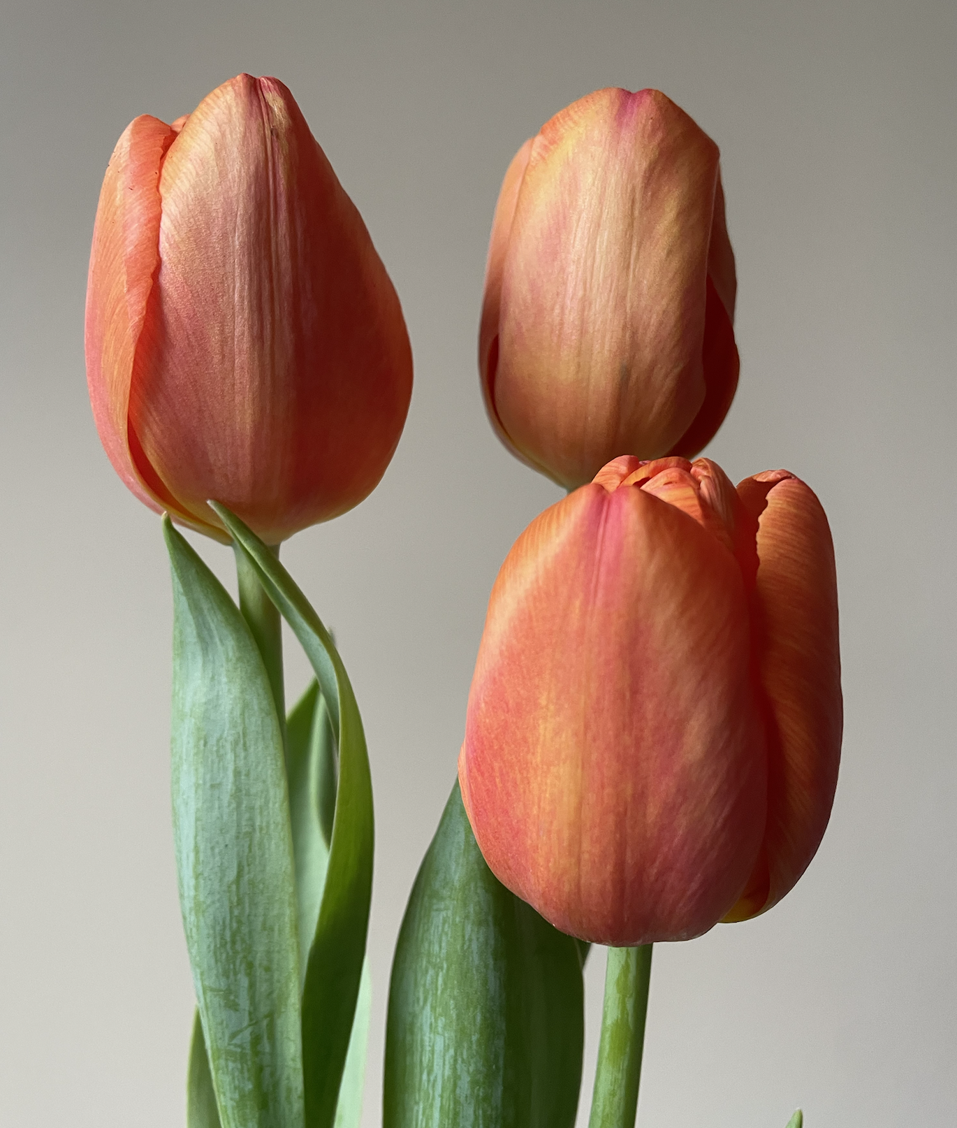 Notebook — The Tulip Workshop